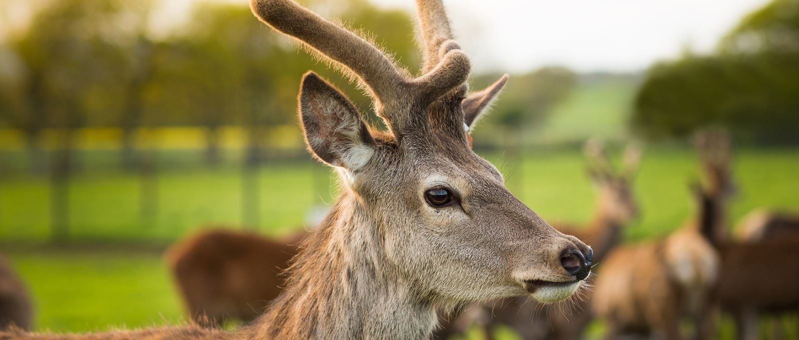 Deer at Sky Park Farm, near Petersfield